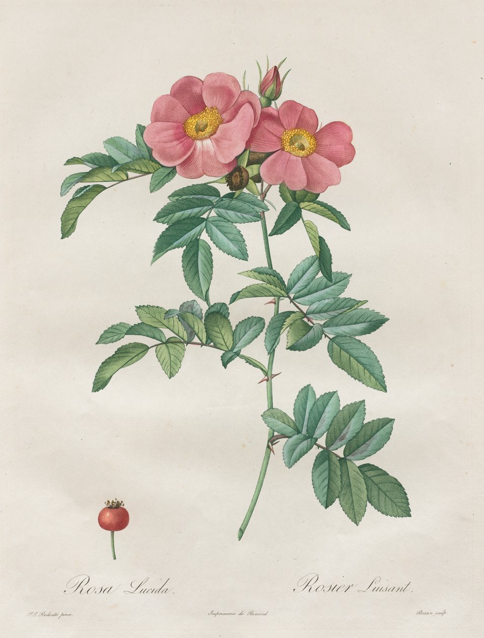 Růže: Rosa Lucida od Unknown artist
