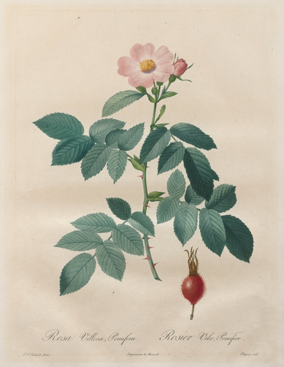 Les Roses: Rosa villosa, pomifera od Unknown artist