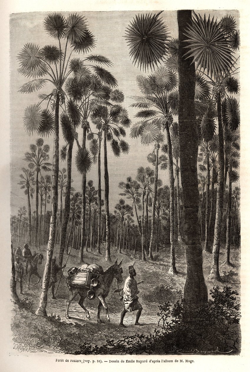 Karavana poručíka Mága postupuje směrem k Nigeru a překračuje les obřích palem v provincii Damfa v Mali. Rytina pro ilustraci plavby poručíka (námořnictva) M. Mage do západního Súdánu v letech 1863-1866, publikovaná v „Le tour du monde, nouve od Unknown artist
