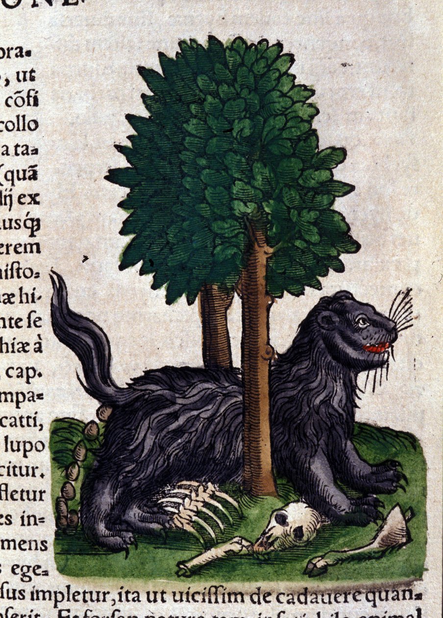 Lev. v Historia Animalium od Conrada Gesnera (1516 - 1565), Tiguri od Unknown artist