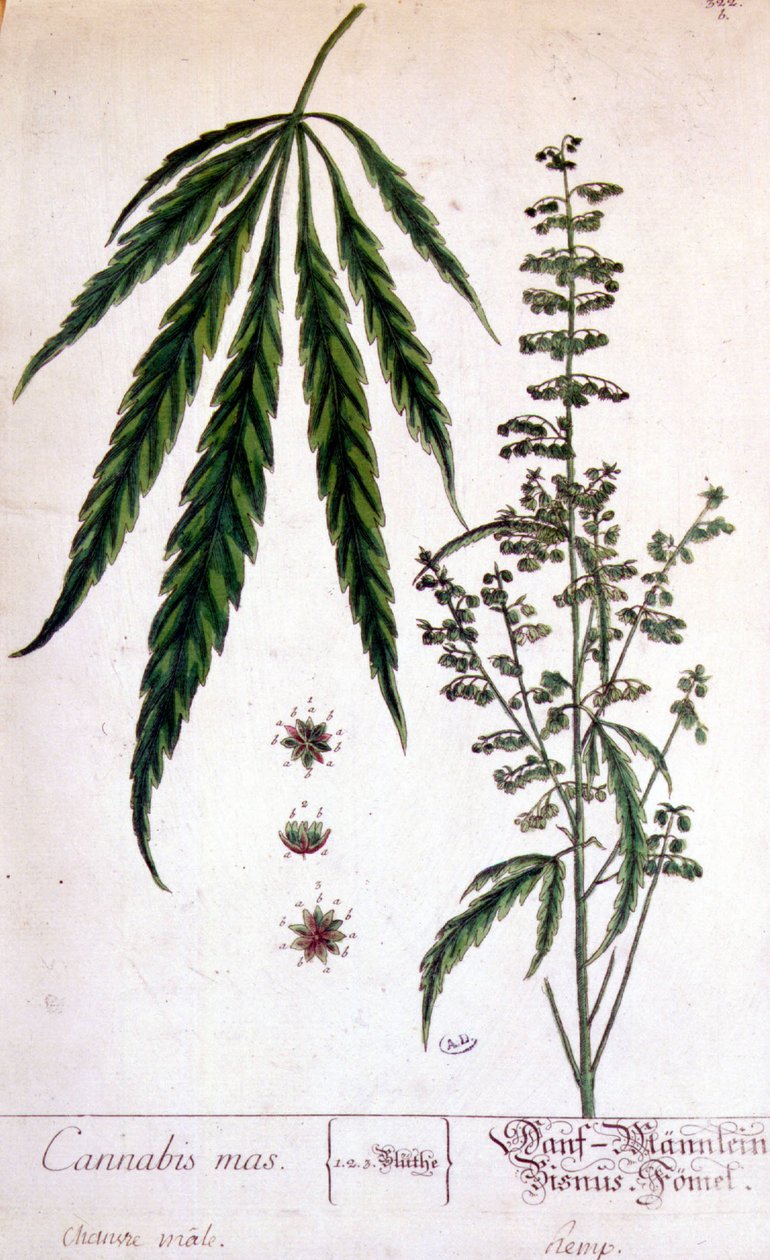 Samčí rostlina konopí. 19. století rytina. od Unknown artist
