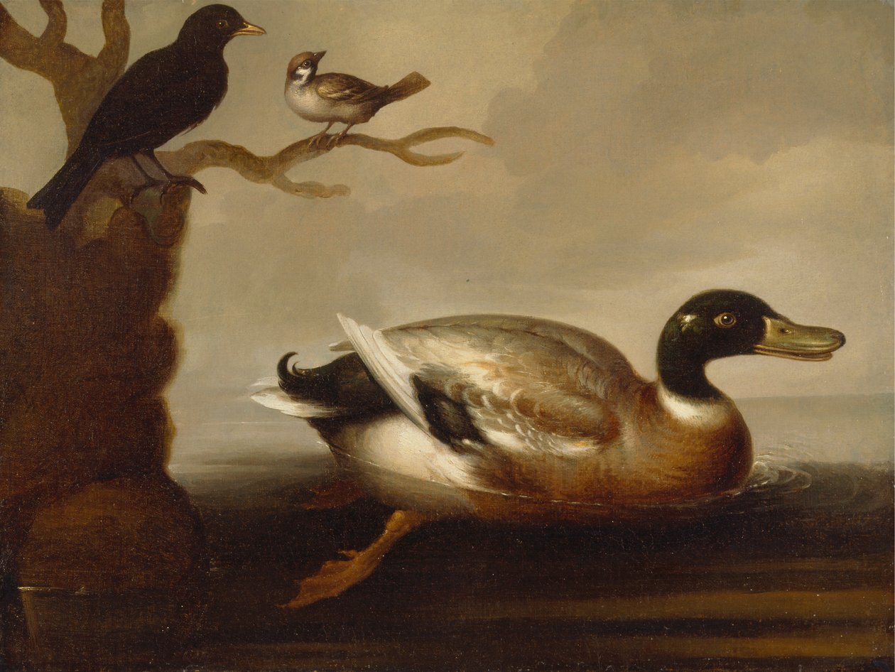 Kachna Mallard a další ptáci od Unknown artist
