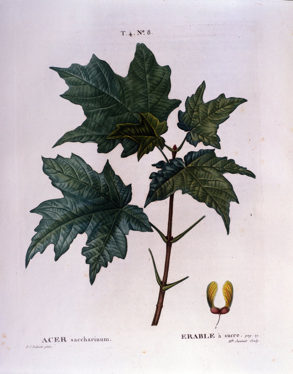 Javorová větev. Botanická tabule z herbáře z počátku 19. století. od Unknown artist