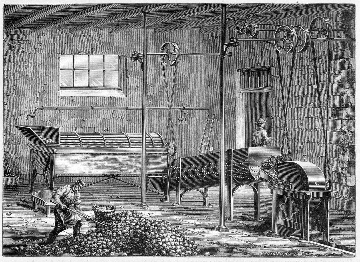 Mechanická myčka brambor, následuje epierror a větší - Figtree od Unknown artist