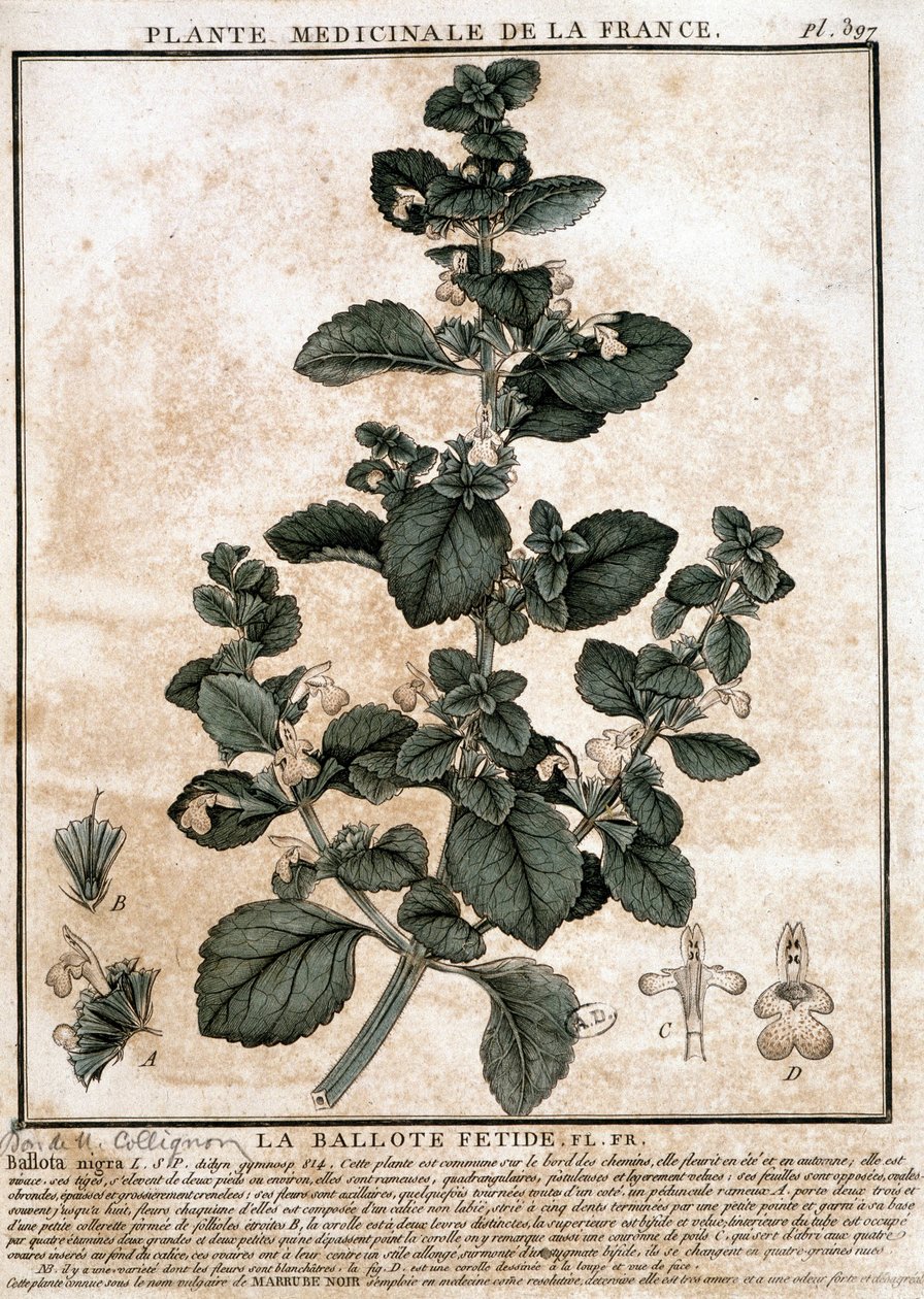 Léčivá rostlina z Francie: fetid belotte. od Unknown artist