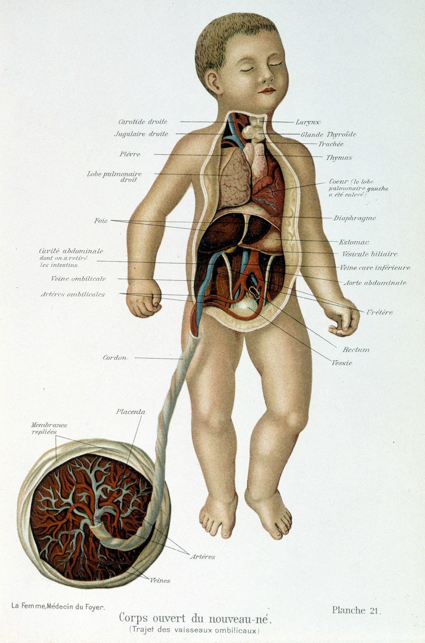 Medicína: novorozenec (s kůží v poprsí). od Unknown artist