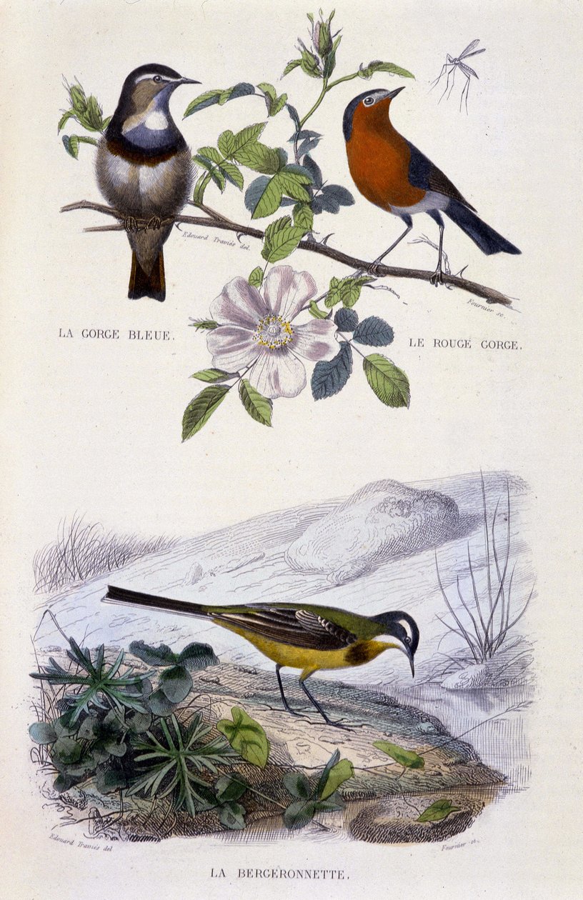 Natural History Tale: Birds: Bluethroat (Gorge Bleue), Červenka (Rouge Gorge) a konipas - v „“ Works of Buffon, T.5, ed. Kouří Jouvet & Cie od Unknown artist