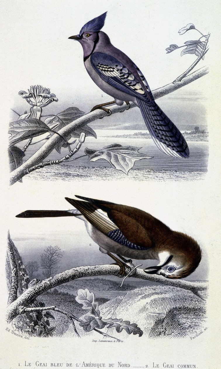Natural History Tale: Birds: The Blue Jay of North America and Common Jay - v „“ Works of Buffon, T.5, ed. Fume Jouvet & Cie od Unknown artist