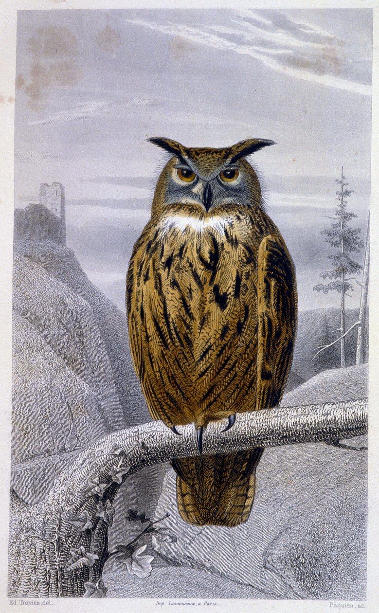 Natural History Tale: Owl: The Grand Duke (Grand Duke) - v “” Works of Buffon””, T.5, ed. Fume Jouvet & Cie od Unknown artist