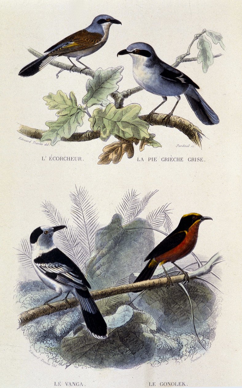 Přírodovědná tabule: Ptáci: Ekorcheur, šedý greche koláč, vanga a gonolek - v „“ Works of Buffon””, T.5, ed. Kouření Jouvet & Cie od Unknown artist