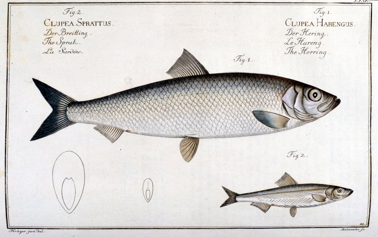 Přírodovědná tabule: sleď (1) a sardinka (2) od Marca Eliesera Blocha Ichtyologie Paříž - Berlín - Londýn 1787. od Unknown artist