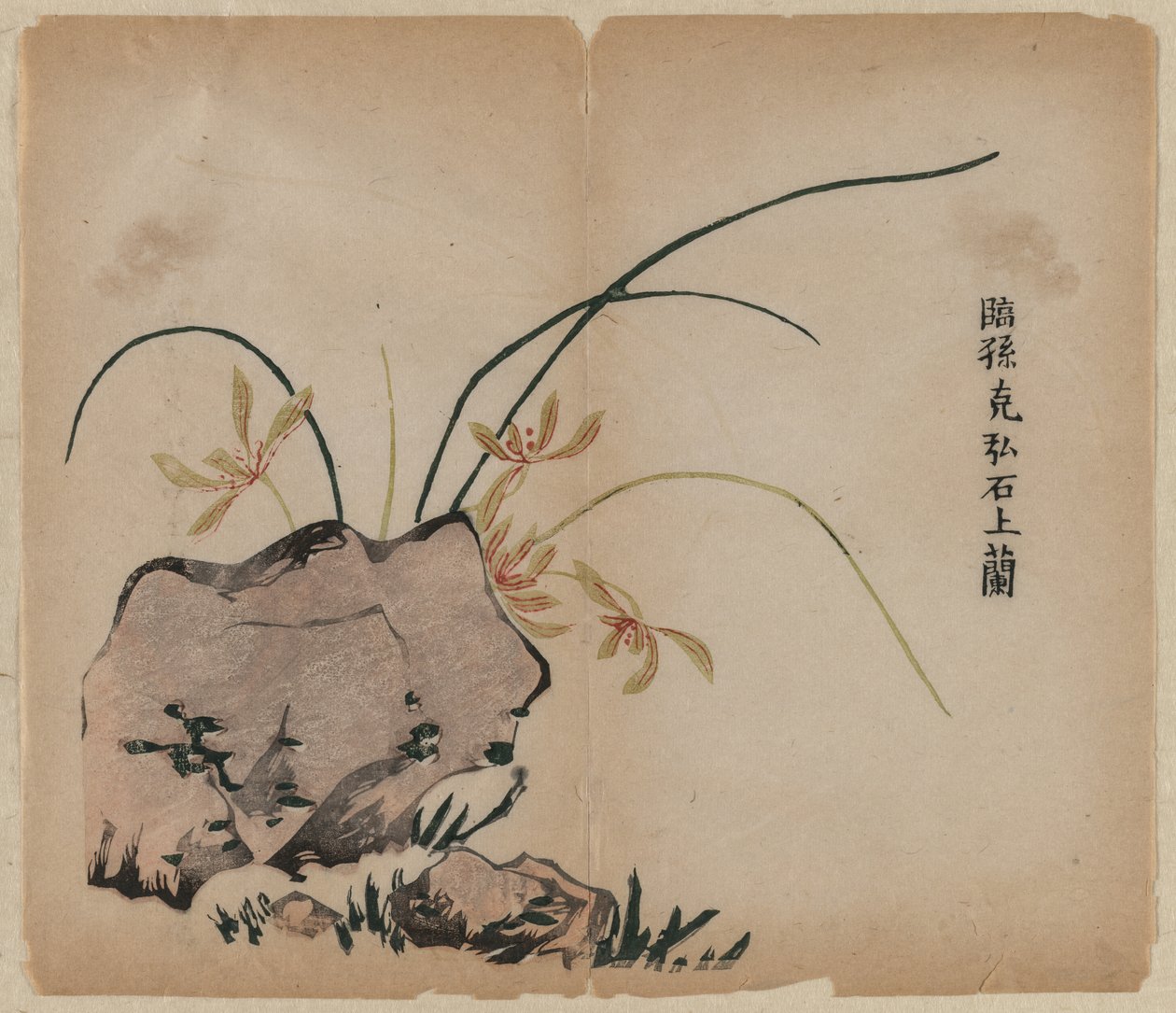 Orchidej na skalách od Unknown artist