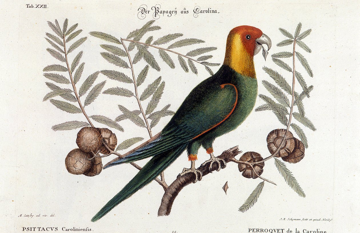 Ornitologie: papoušek Carolina. (Psittacus caroliniensis) od Unknown artist