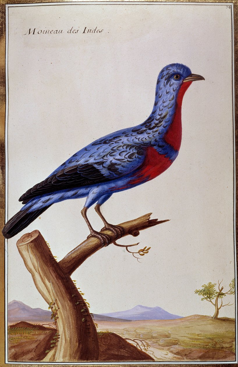Ornitologie: vrabec z Indů. Deska z 18. století. Paříž, B.N. od Unknown artist