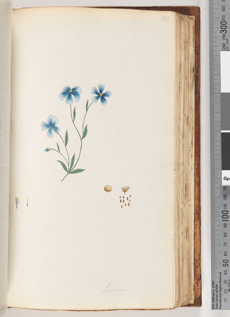 Strana 100. Linum od Unknown artist