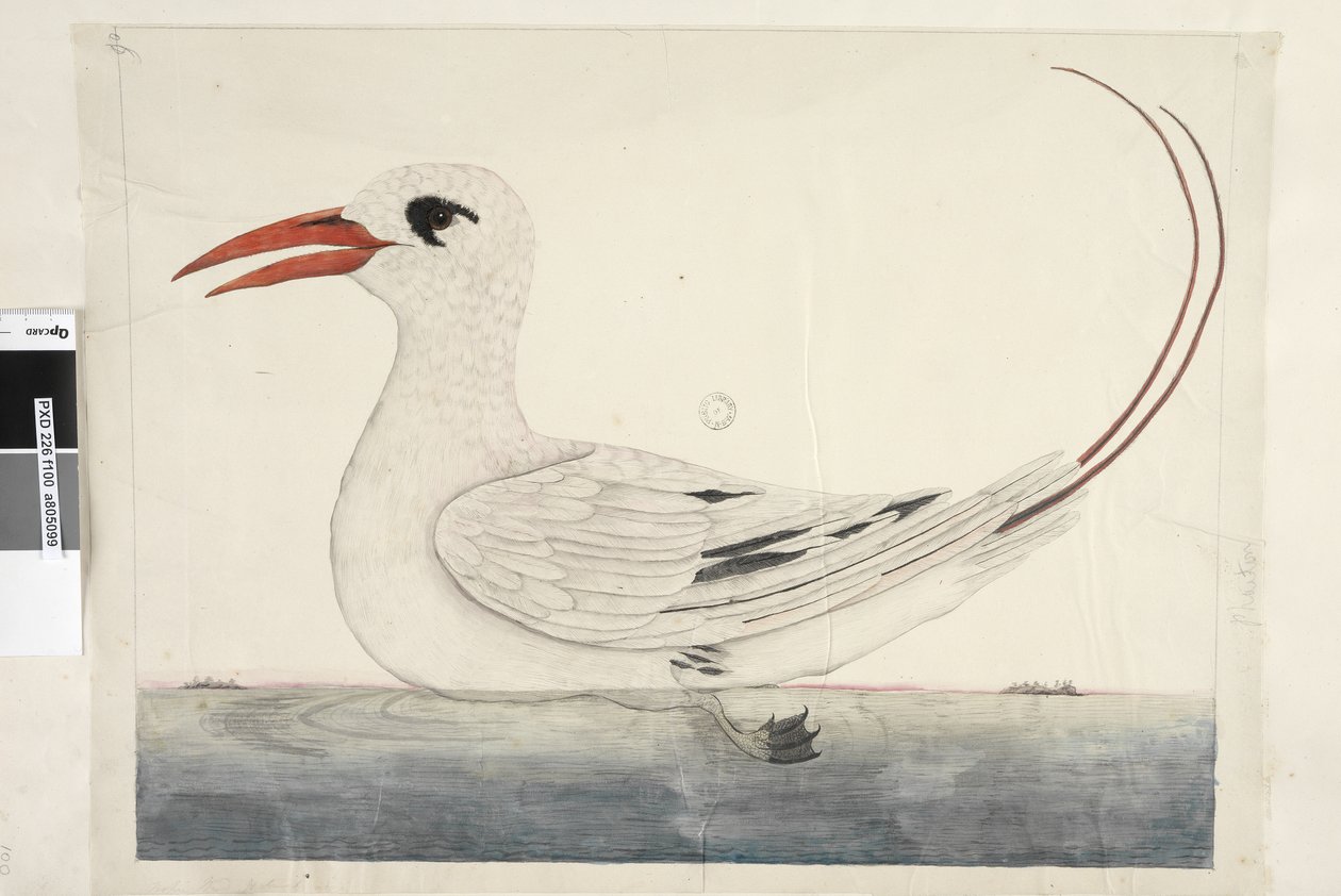 Strana 100. Phaeton Red, Tropicbird Tailed Phaethon rubricauda, 1791-92 od Unknown artist