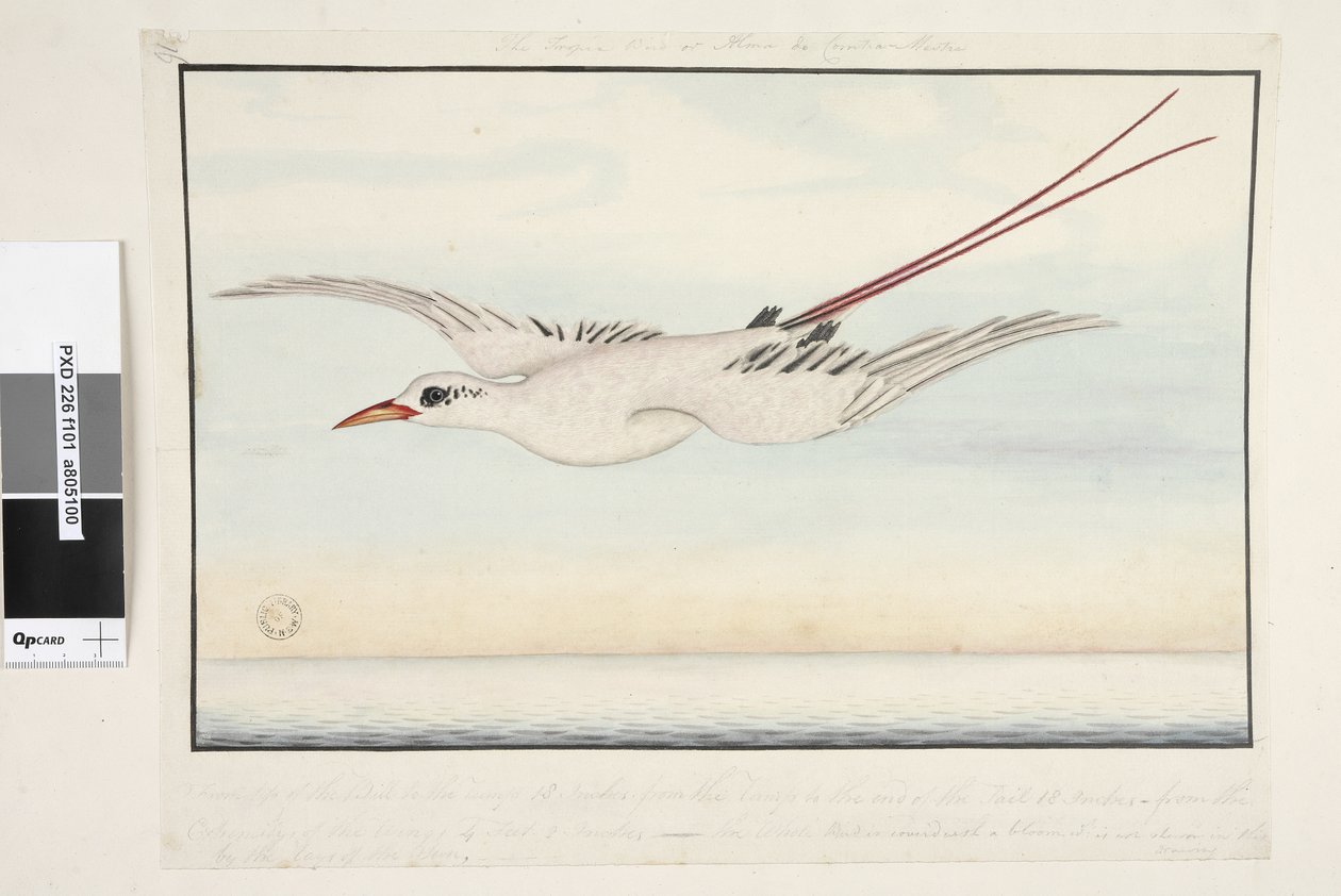 Strana 101. Tropic Bird of? Alma do Comtre, Mistře?. Od špičky zobáku k zádi 18 palců, od zádě po konec ocasu 18 palců, od konce křídel 4 stopy 2 palce. Celý pták je pokrytý květem, který není zobrazen od Unknown artist