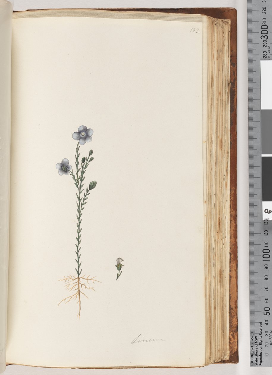 Strana 102. Linum od Unknown artist