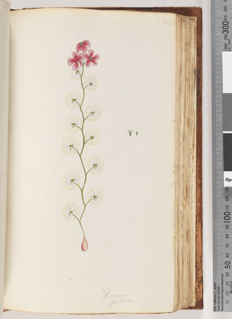 Strana 103. Drosera peltata od Unknown artist