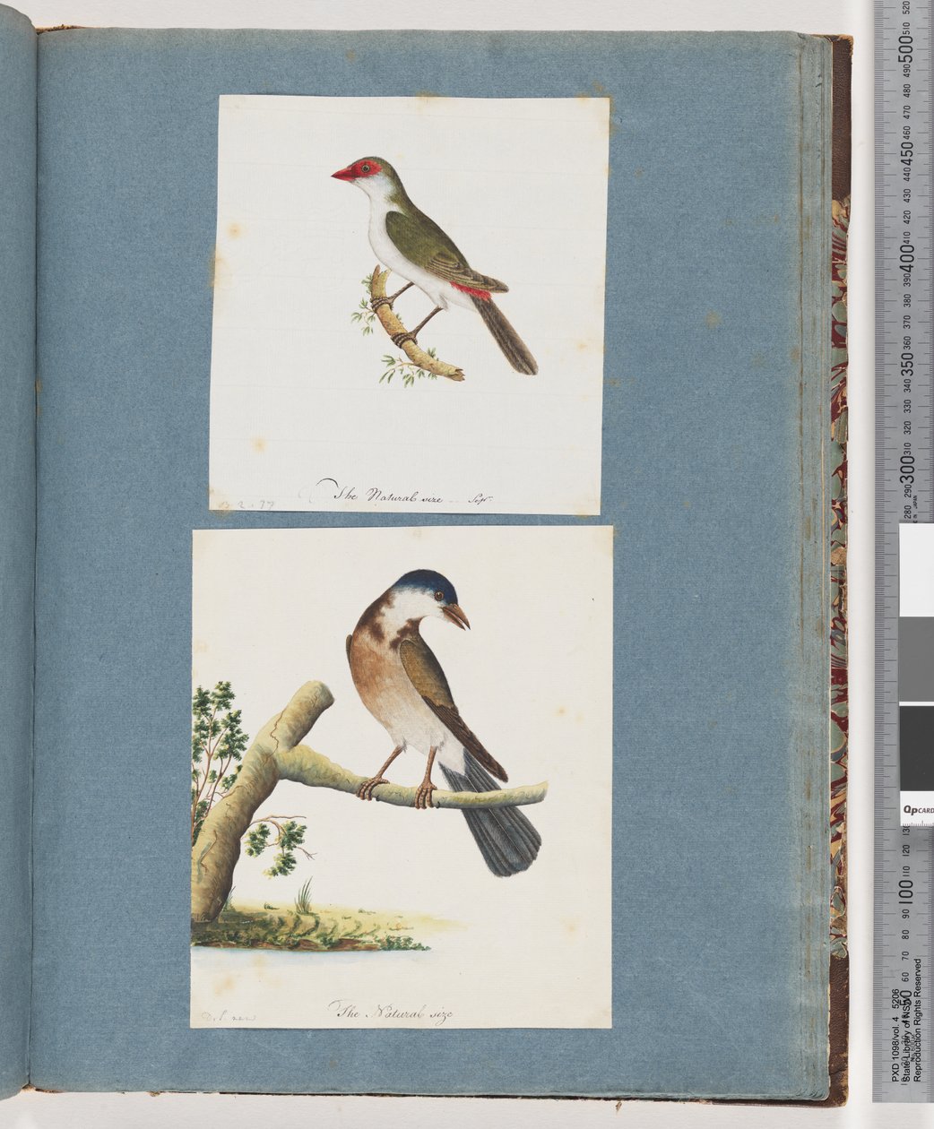 Strana 105. Finch červenoobočí. 106. Neznámý pták od Unknown artist