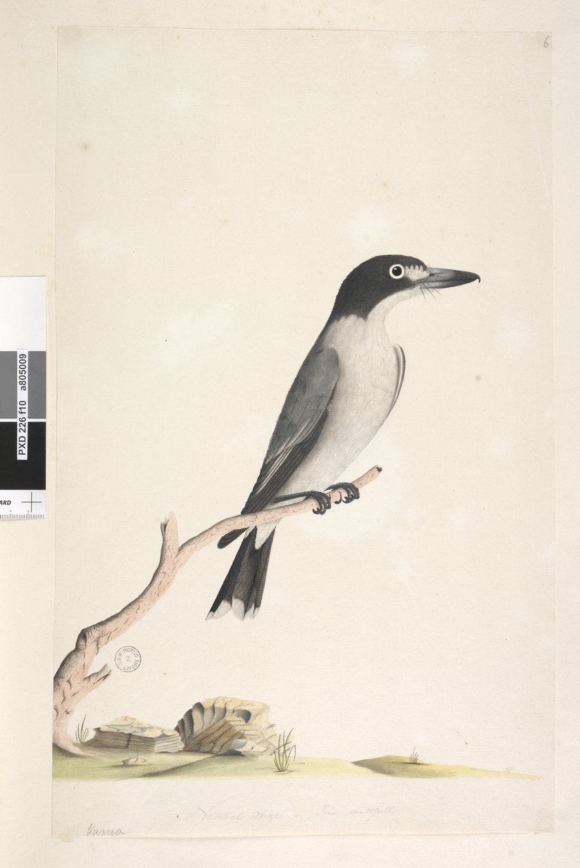 Strana 10. Vanga. dole uprostřed v jiné ruce Přirozená velikost, pochybná duhovka Řezník šedý Cracticus torquatus samec, 1791-92 od Unknown artist