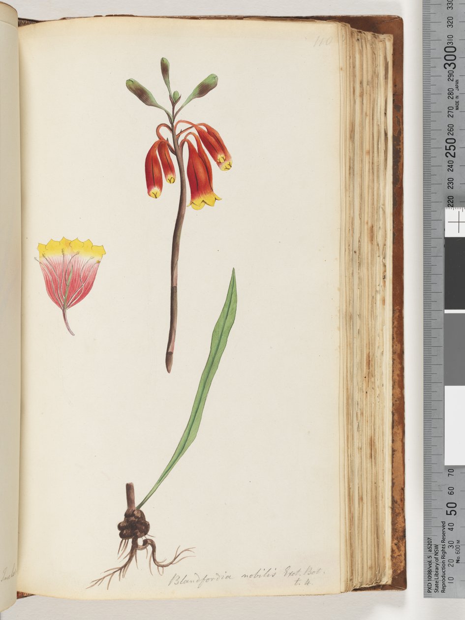 Strana 110. Blandfordia nobilis Exot. Bot / t. 4. Vánoční zvonek od Unknown artist