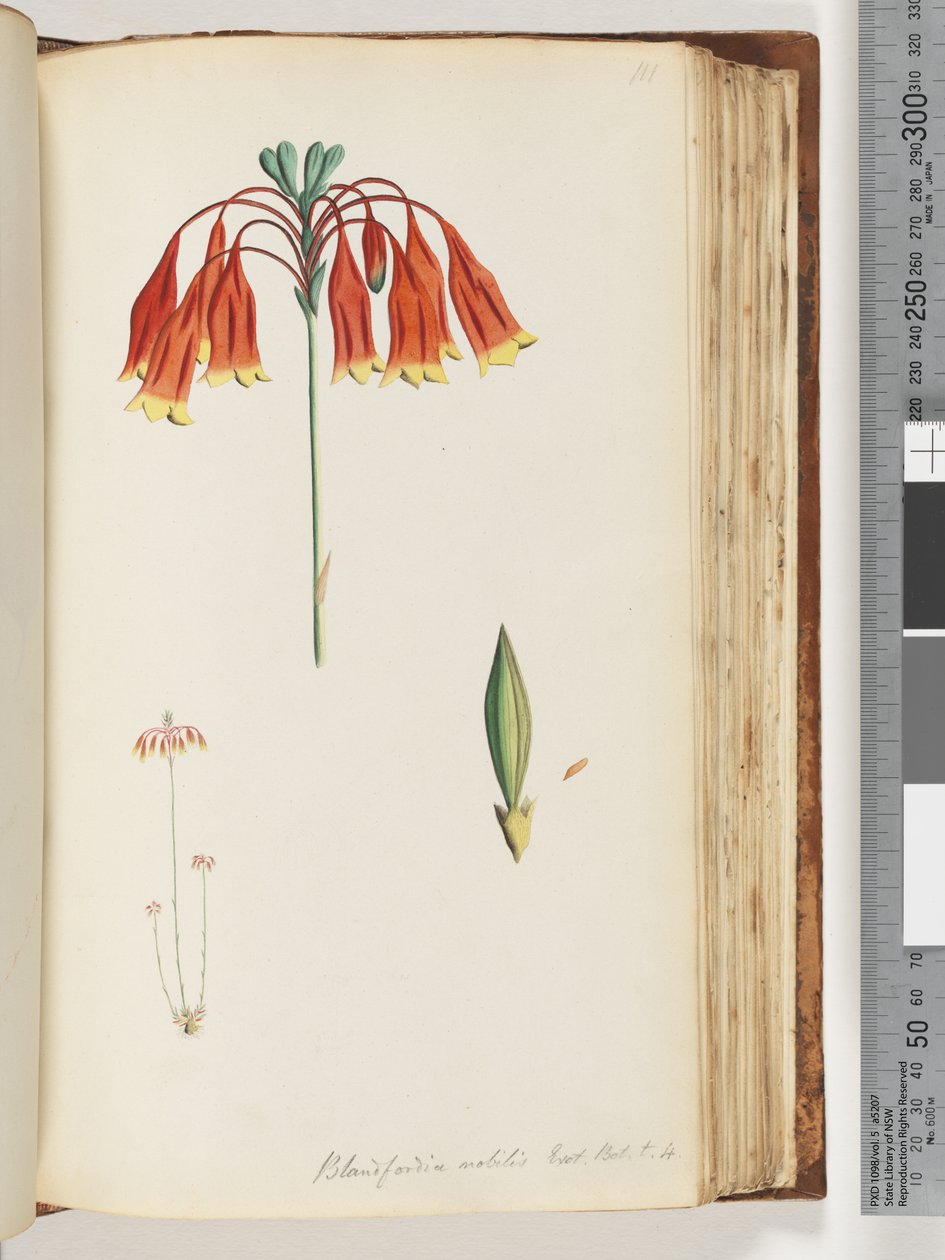 Strana 111. Blandfordia nobilis Exot. Bot. t. 4. Vánoční zvonek od Unknown artist