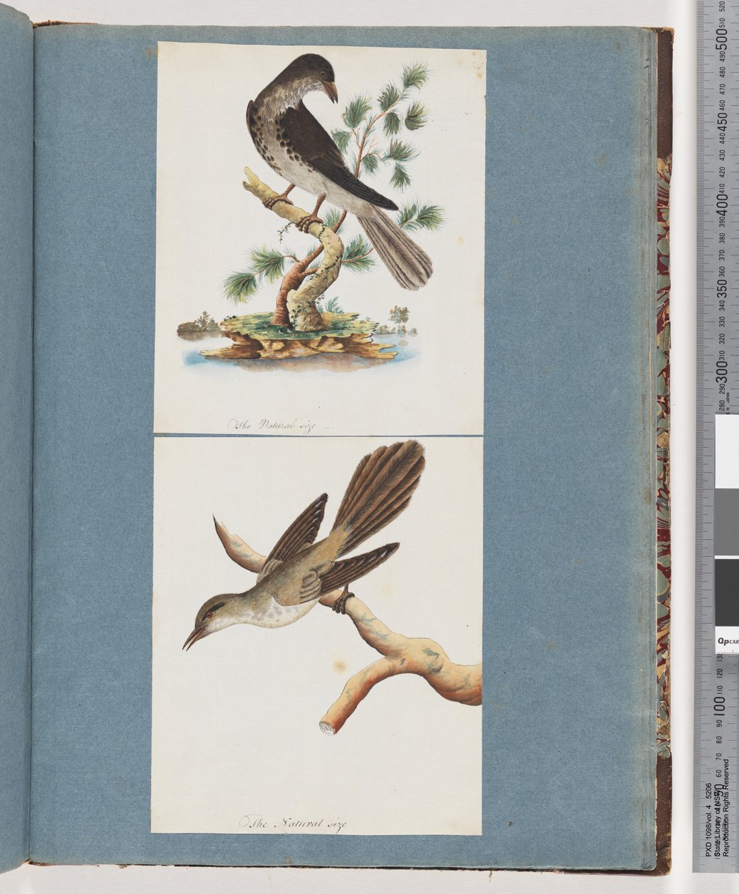 Strana 119. Neznámý pták. 120. Neznámý pták od Unknown artist