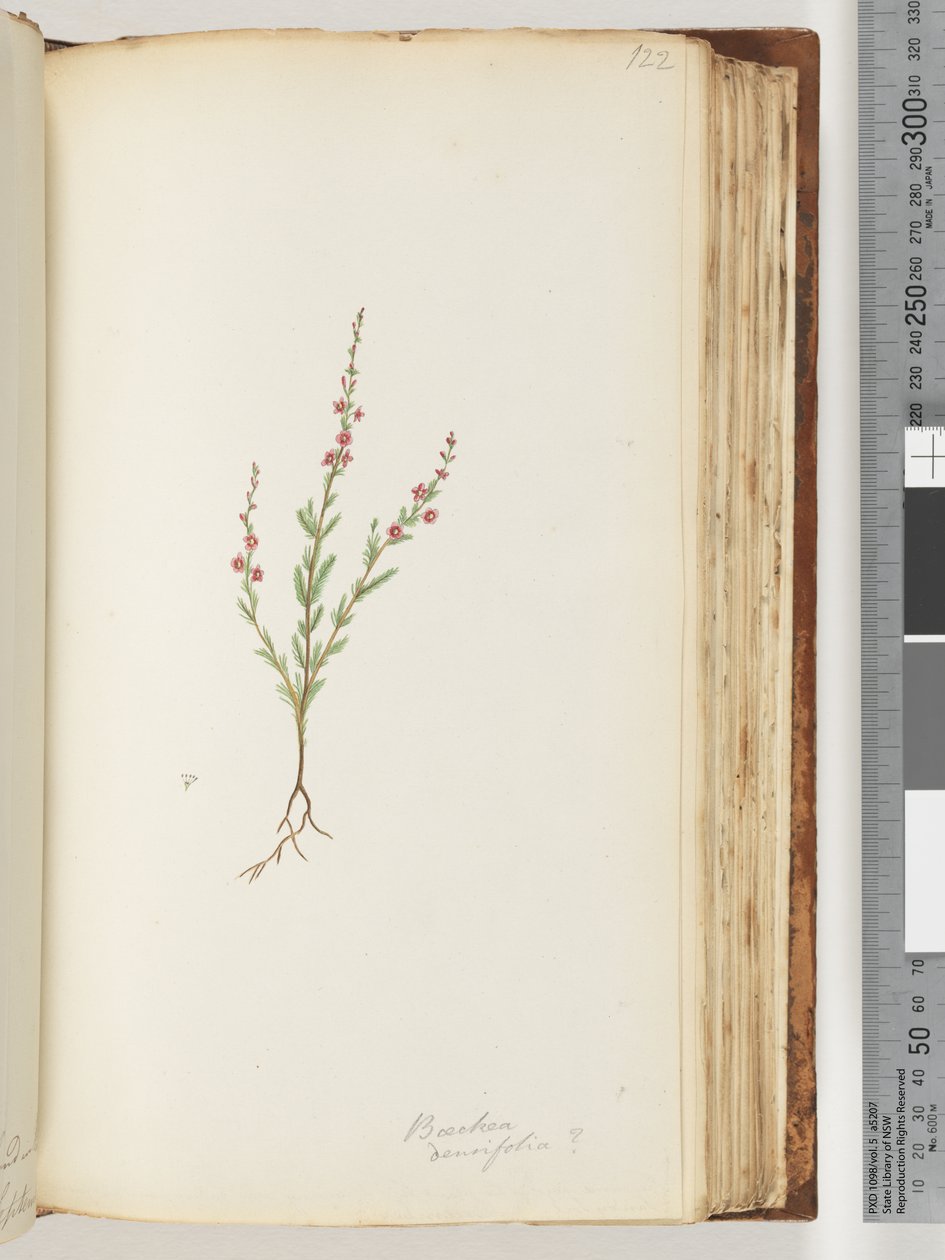 Strana 122. Baeckea densifolia, příp od Unknown artist