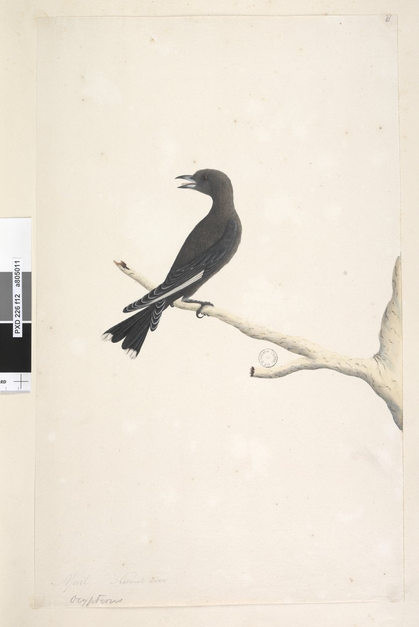 Strana 12. Ocypterus. nad názvem jinou rukou April,  přirozená velikost Dusky Wood, Swallow Artamus cyanopterus, 1791-92 od Unknown artist