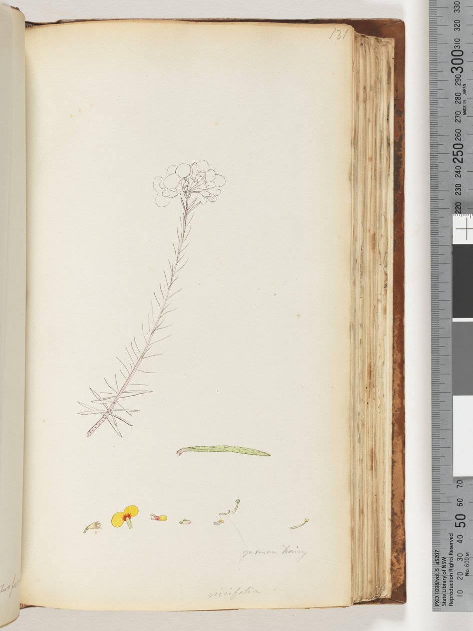 Strana 131. Germen chlupatý / Ericifolia nedokončená kresba od Unknown artist