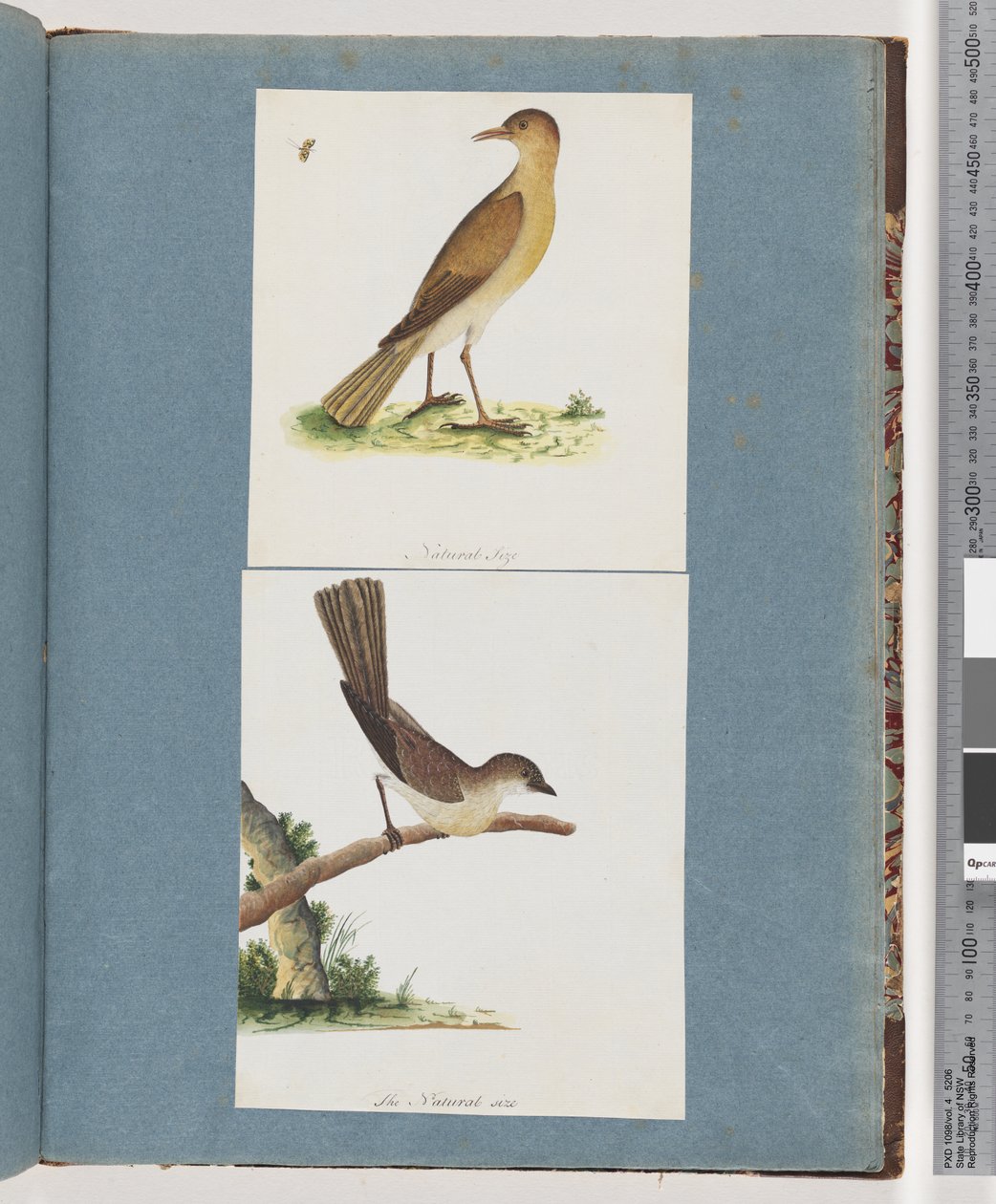 Strana 131. Neznámý pták. 132. Neznámý pták od Unknown artist