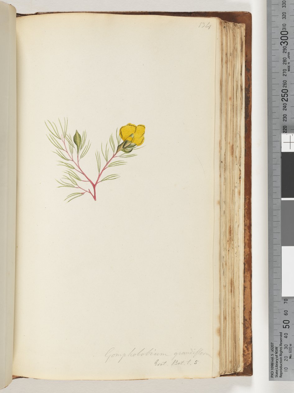 Strana 134. Gompholobium grandiflorum / Exot. Bot. t. 5 od Unknown artist