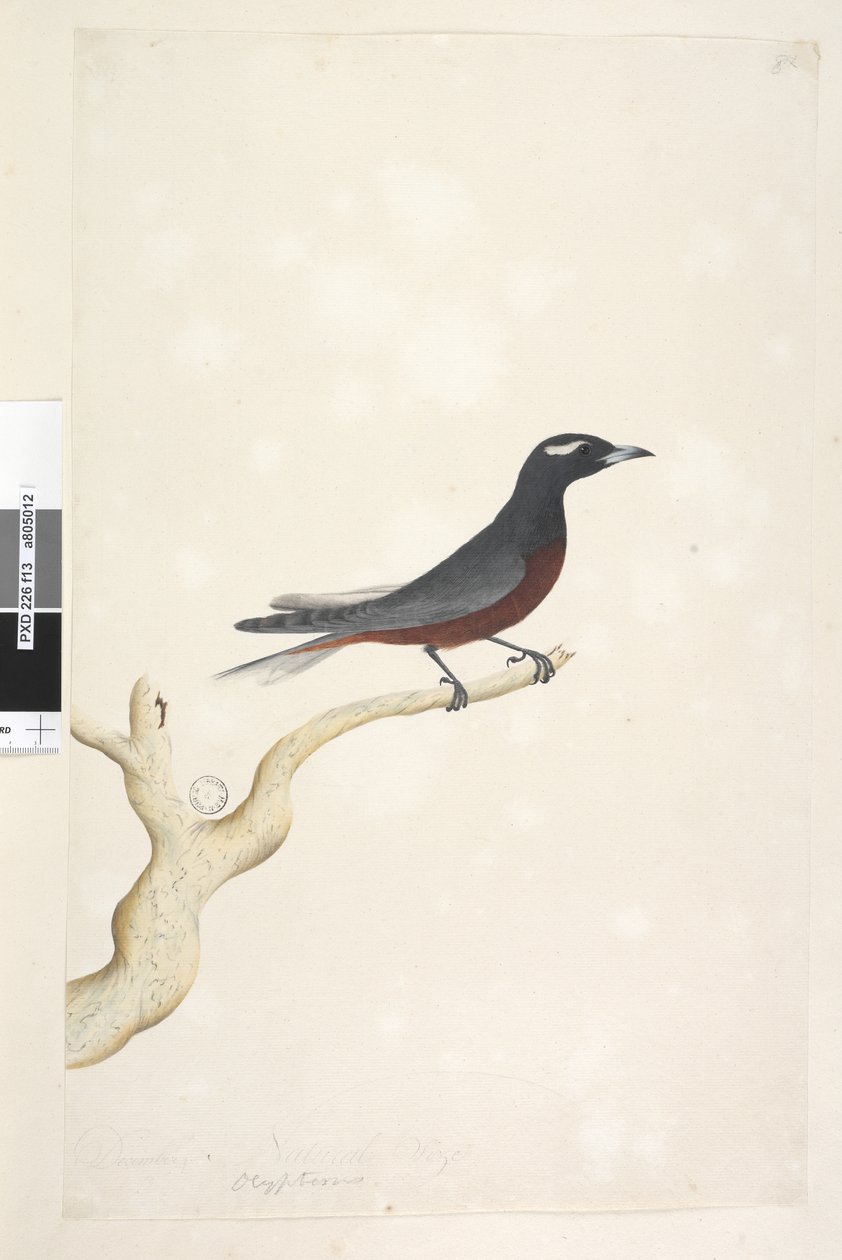 Strana 13. Ocyptamus. výše uvedený titul v jiné ruce prosince. Přírodní velikost Bílá, Browed Wood Vlaštovka Artamus superciliosus, samec, 1791-92 od Unknown artist