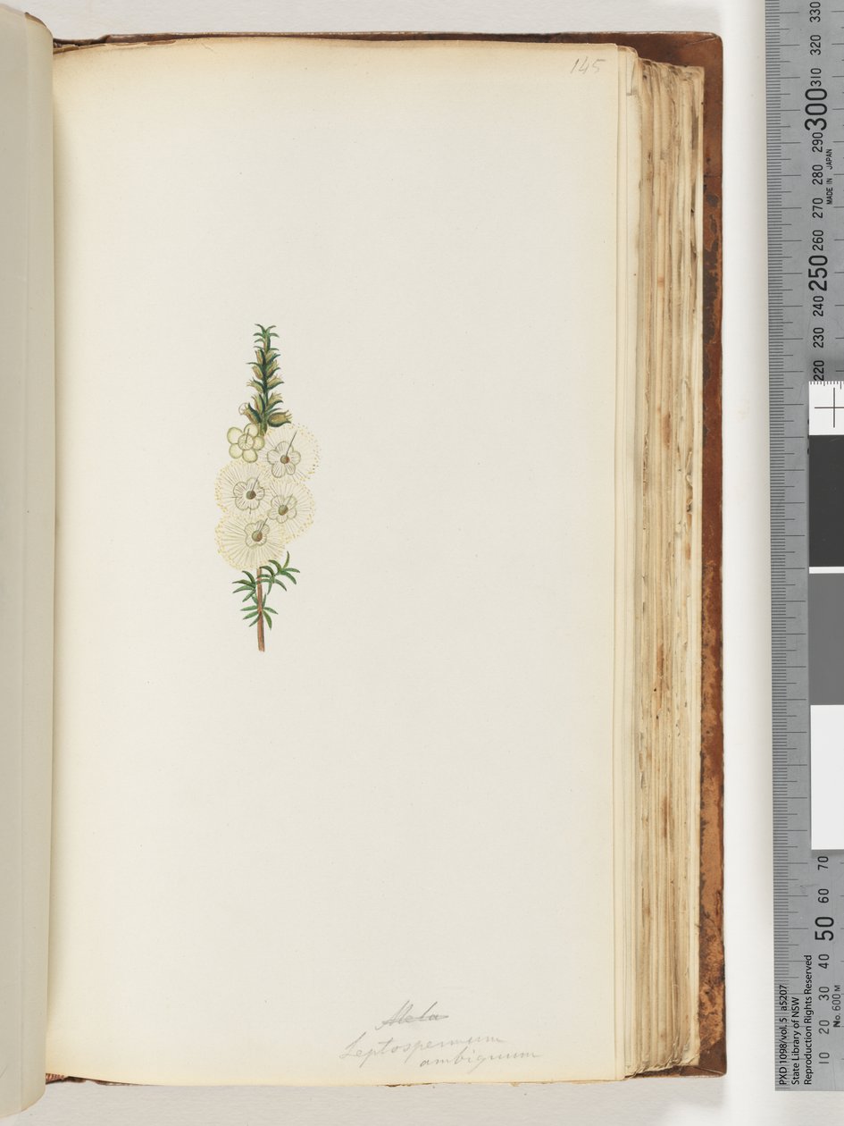 Strana 145. Alela / Leptospermum ambiguum od Unknown artist