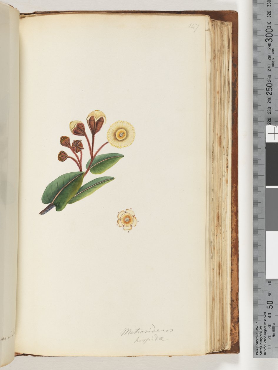 Strana 147. Metrosideros hispida od Unknown artist