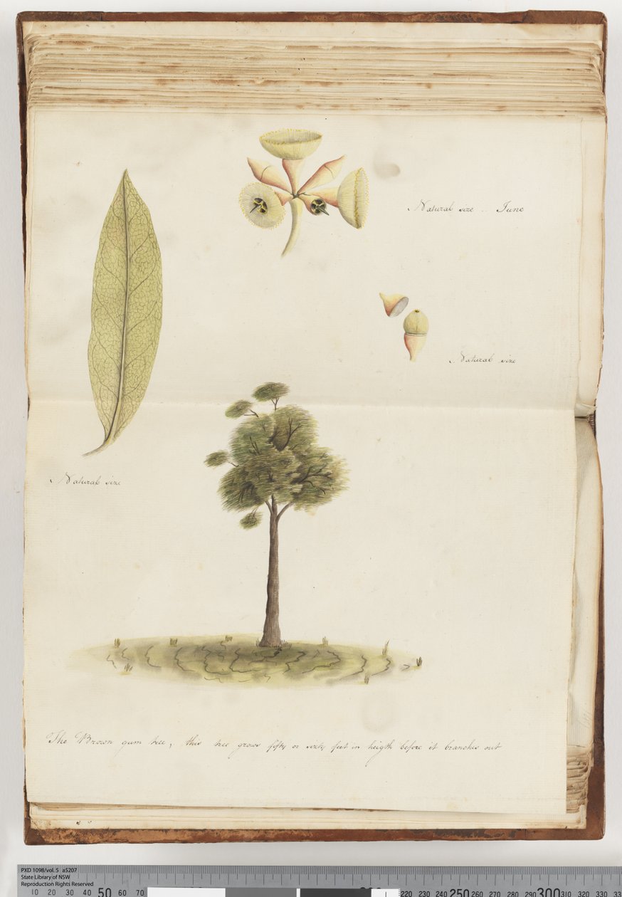 Strana 148. The Brown Gum Tree od Unknown artist