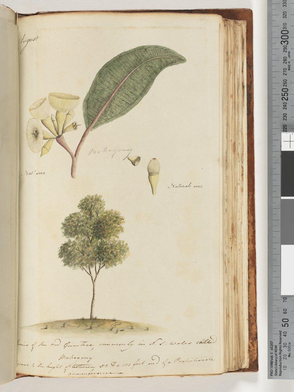 Strana 149. Přirozená velikost, Druh červeného Gum Tree, běžně v N.S.W nazývaný Mohogony od Unknown artist