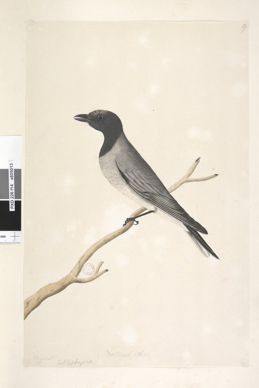 Strana 14. Ceblephyris. nad titulem v jiné ruce srpen. Přirozená velikost Malý kukačka, ťuhýk? Coracina robusta, 1791-92 od Unknown artist