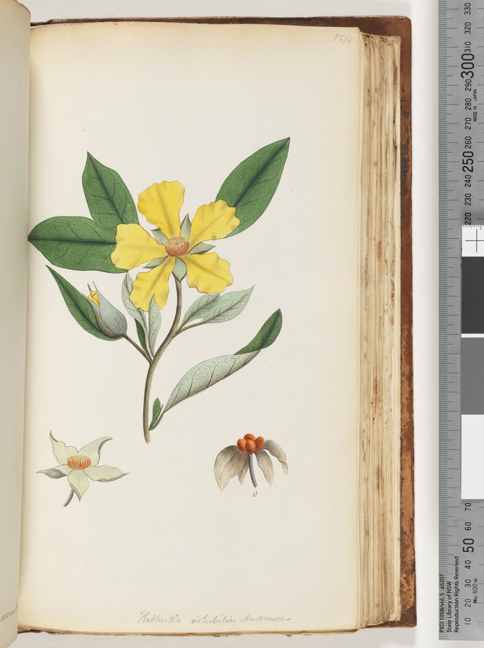 Strana 154. Hibbertia volubilis / květ Andrews Guinea od Unknown artist