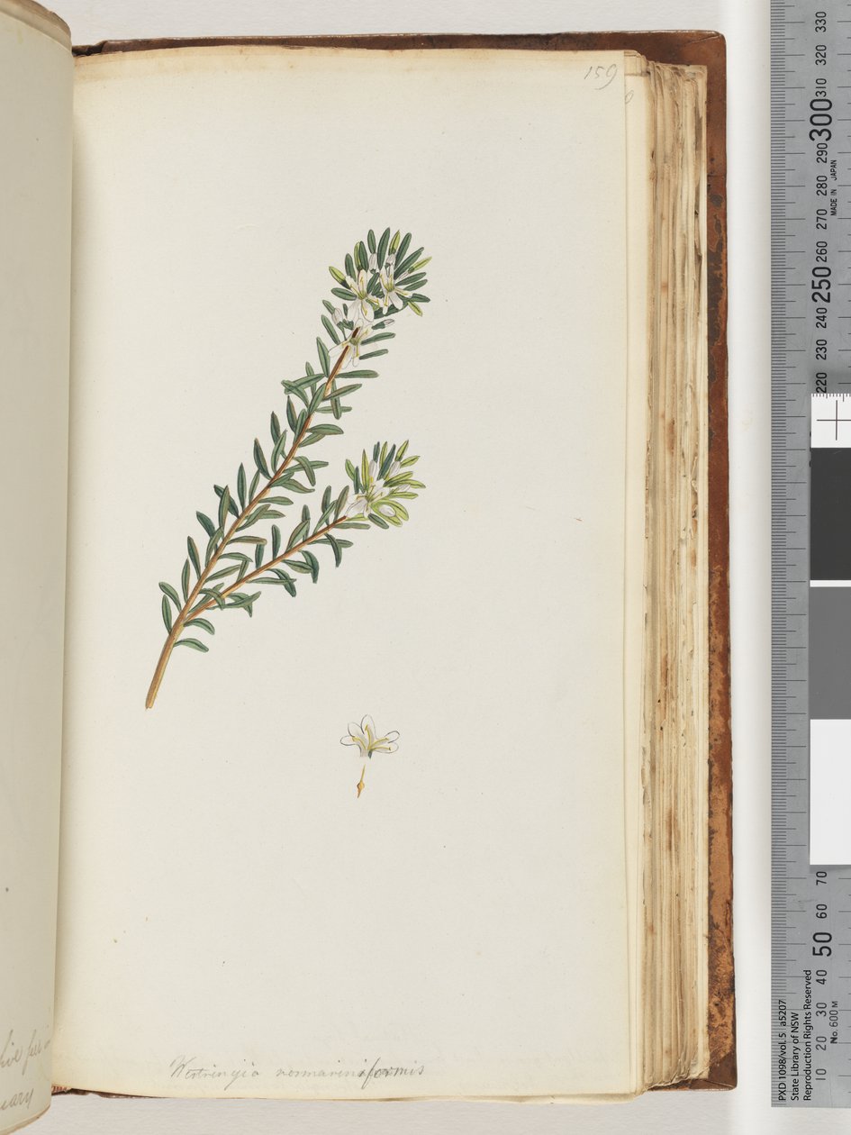 Strana 159. Westringea rosmariniformis od Unknown artist