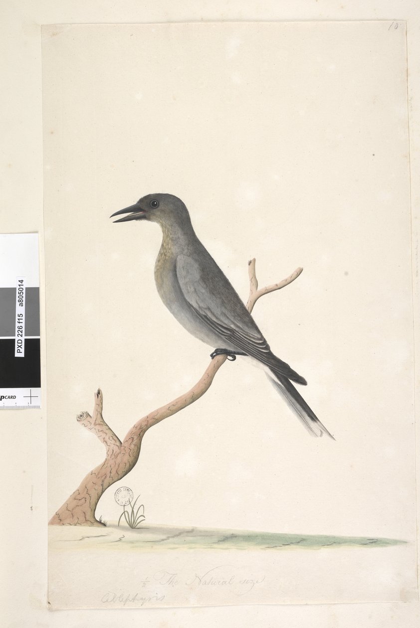 Strana 15. Ceblephyris. nad titulem v jiné ruce přírodní velikost Grey Currawong Strepera versicolor, 1791-92 od Unknown artist