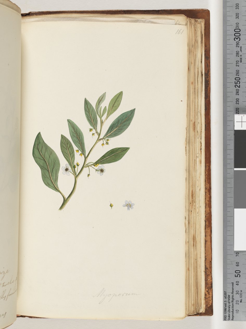 Strana 161. Myoporum od Unknown artist