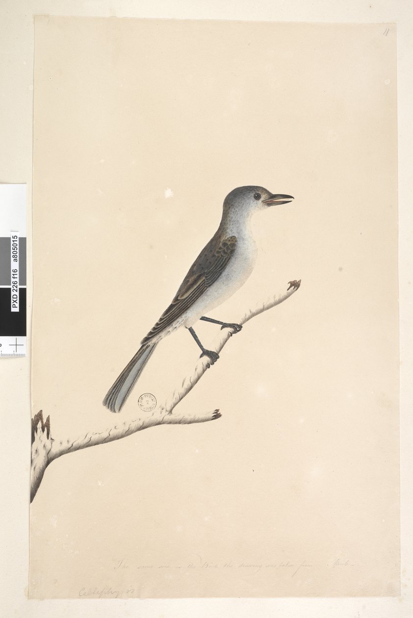 Strana 16. Ceblephyris podél spodního okraje v jiné ruce Stejná velikost jako pták, ze kterého byla kresba převzata. April Gray Shrike Thrush Colluricincla harmonica, 1791-92 od Unknown artist