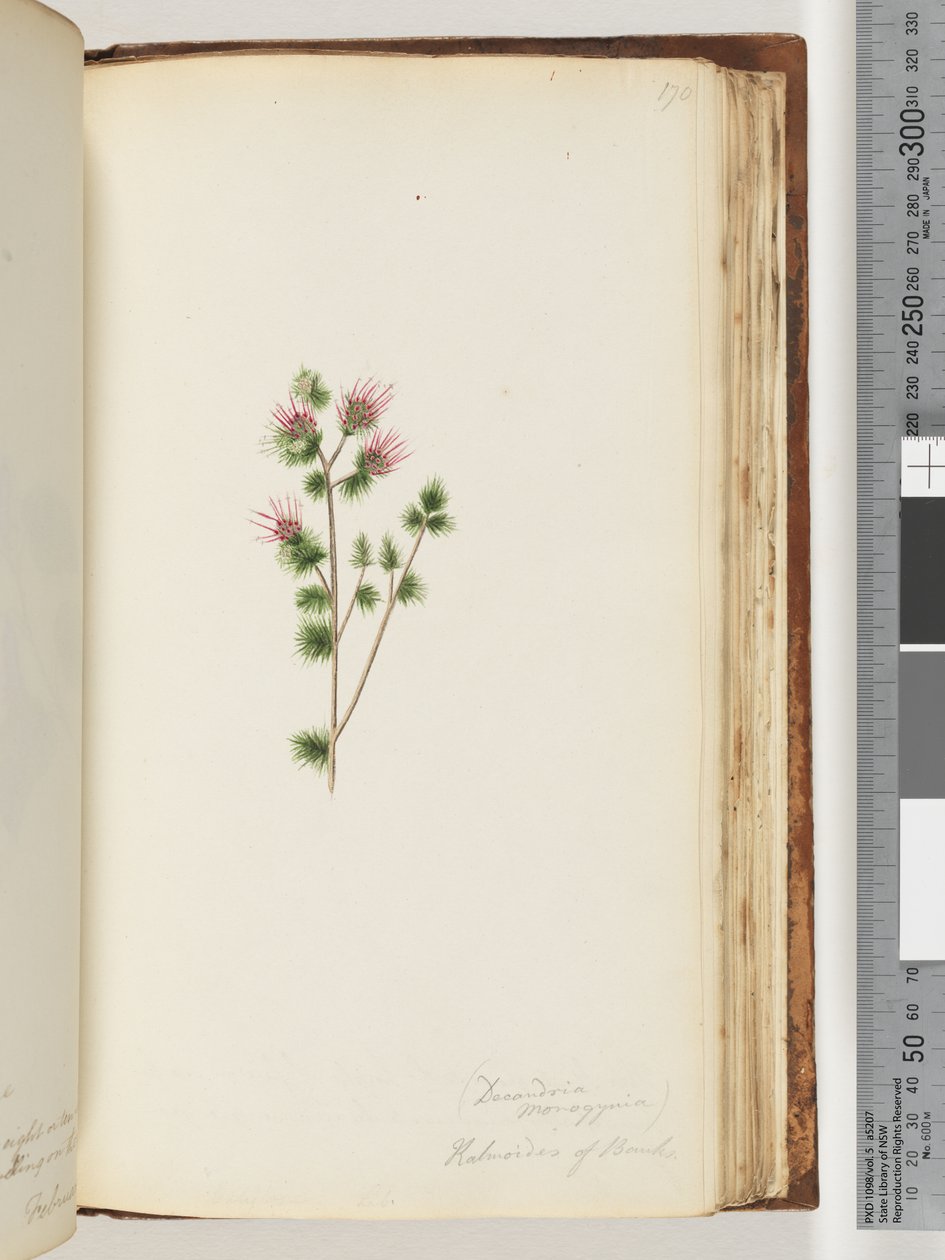 Strana 170. Decandria monogynia. Kalmoides z Banks od Unknown