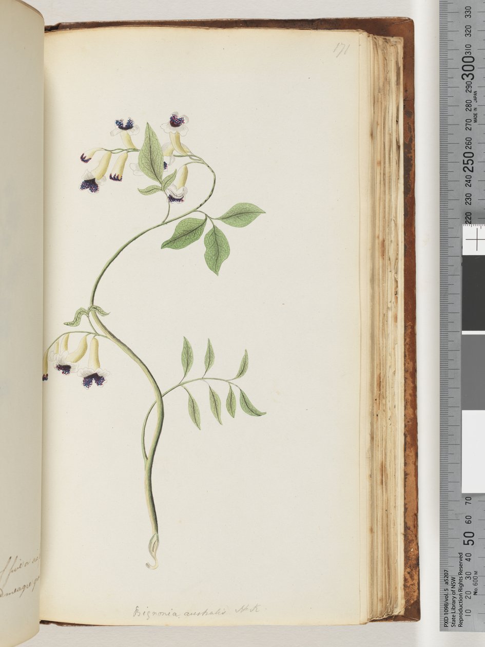 Strana 171. Bignonia australis H.K od Unknown artist