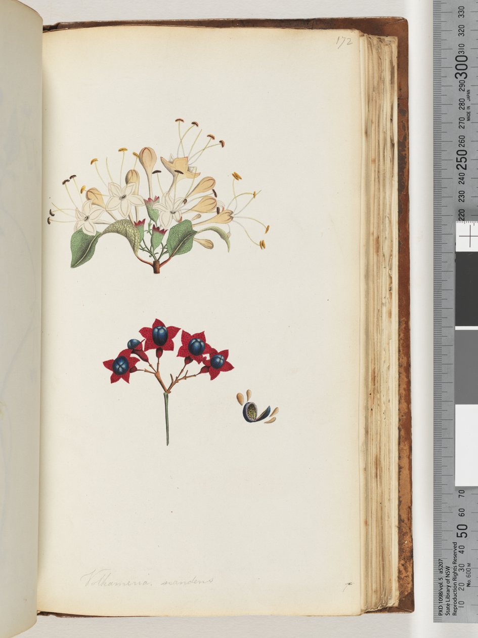 Strana 172. Volkameria scandens / The Cumberland Tree od Unknown artist