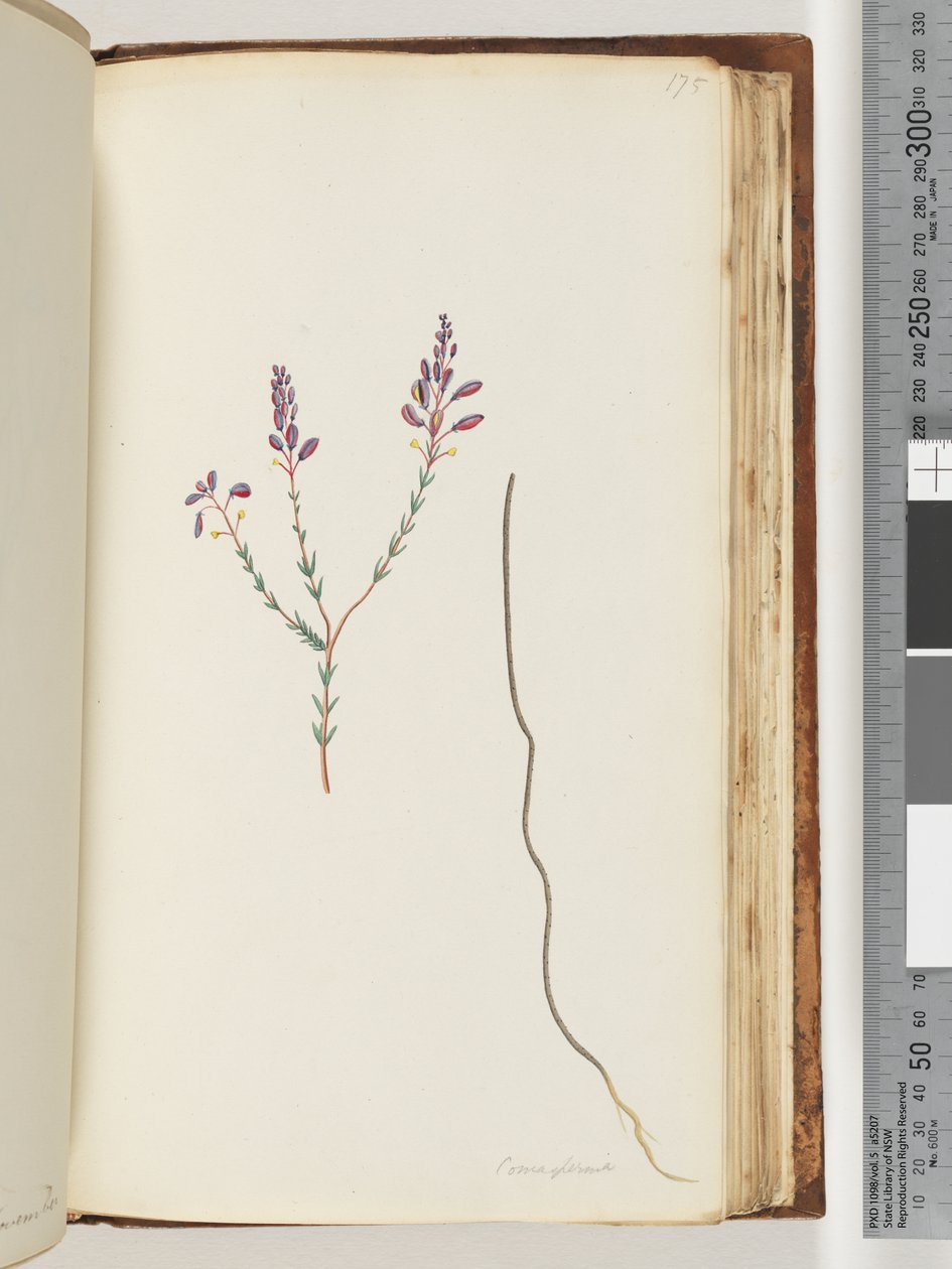 Strana 175. Comaspernia od Unknown artist