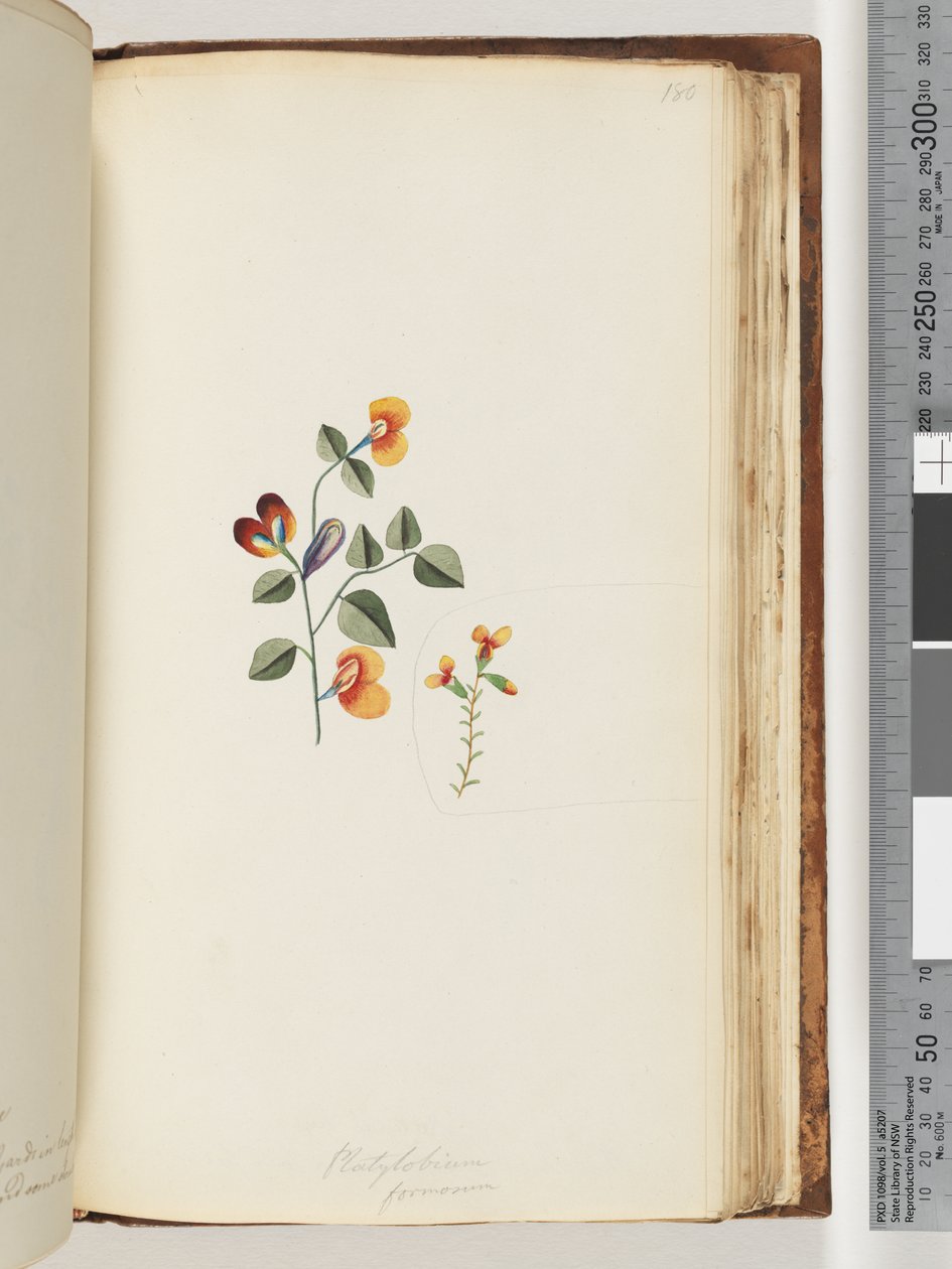 Strana 180. Platylobium formosum / Pěkný hrachor od Unknown artist