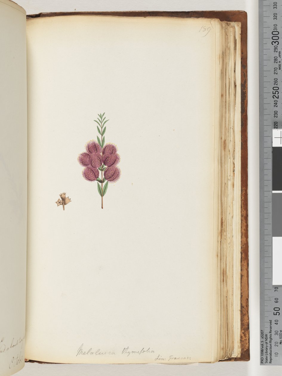 Strana 189. Melaleuca thymifolia. Lin: Transac od Unknown artist